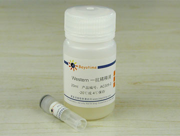 Phospho-CENP-A(Ser7)抗体(兔多抗) - Beyotime/碧云天