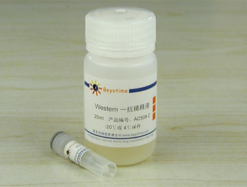 Phospho-Chk2(Thr68)抗体(兔多抗) - Beyotime/碧云天