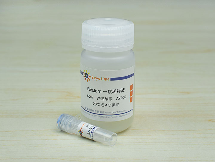 Bcl-2 Rabbit Polyclonal Antibody抗体 - Beyotime/碧云天