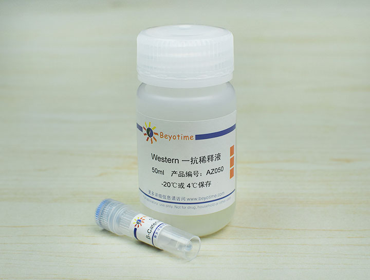 &beta;-Catenin Mouse Monoclonal Antibody抗体 - Beyotime/碧云天