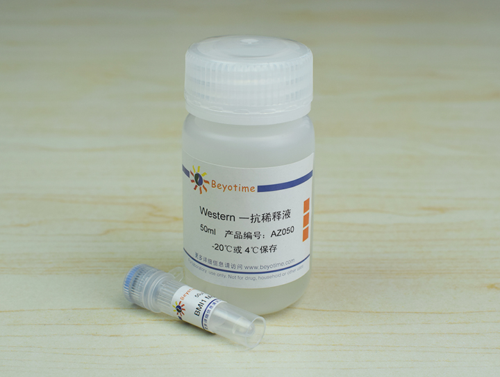 BMI1 Mouse Monoclonal Antibody抗体 - Beyotime/碧云天