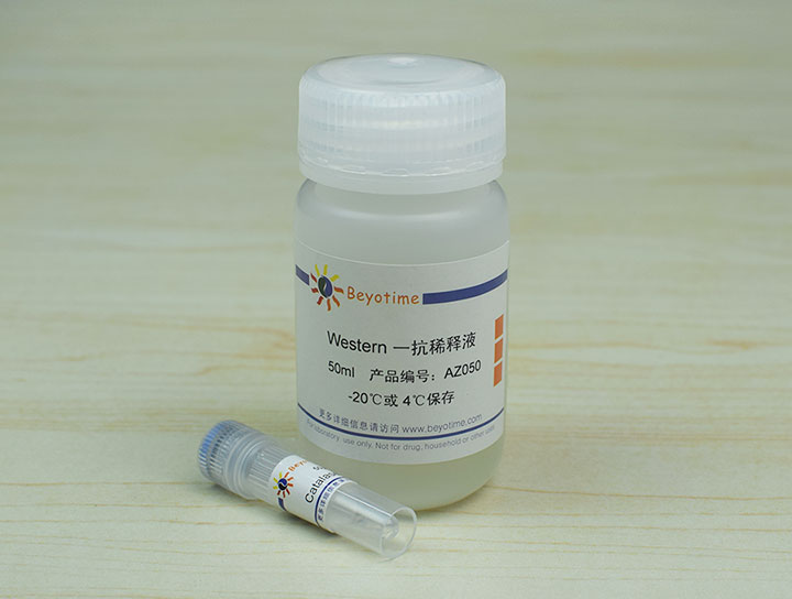 Catalase Rabbit Polyclonal Antibody抗体