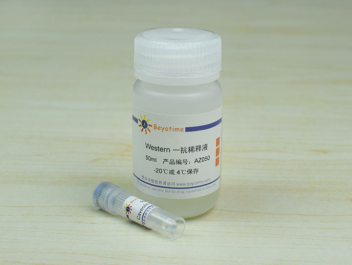 Caveolin-1 Mouse Monoclonal Antibody抗体 - Beyotime/碧云天