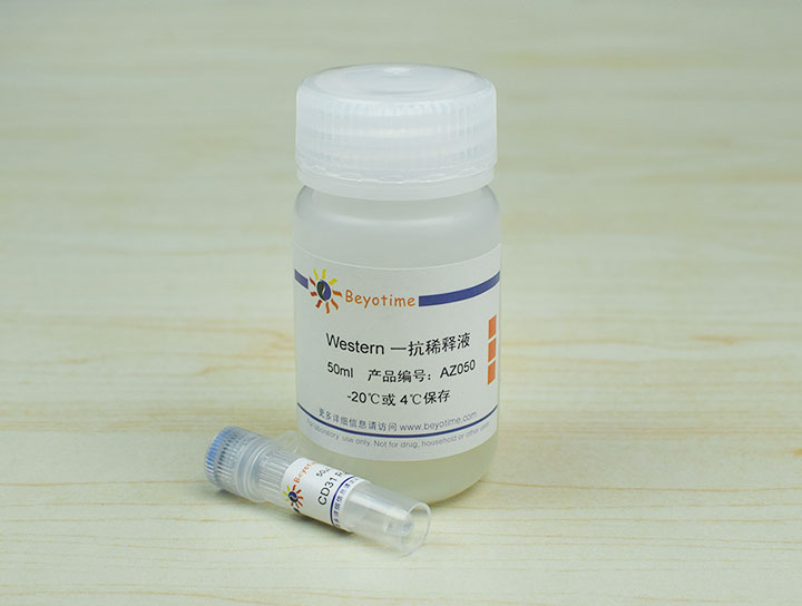 CD31 Rabbit Polyclonal Antibody抗体 - Beyotime/碧云天
