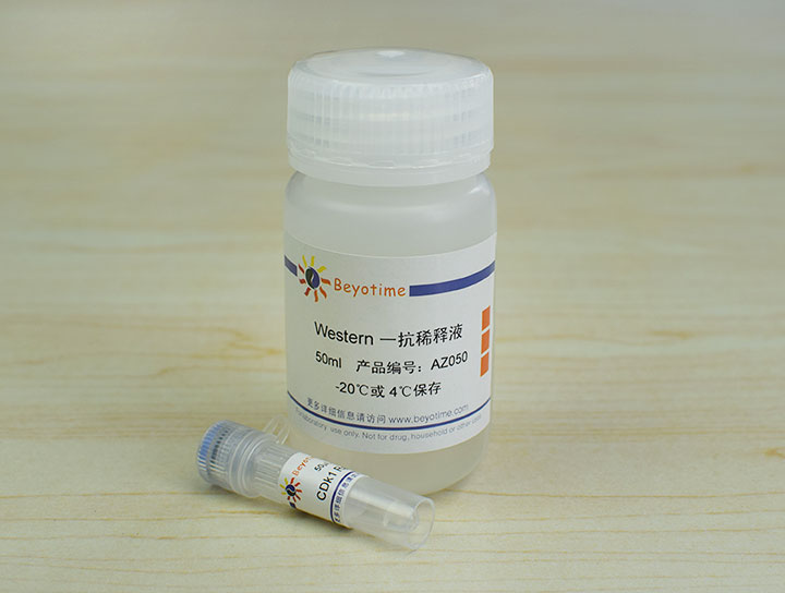 CDk1 Rabbit Polyclonal Antibody抗体 - Beyotime/碧云天