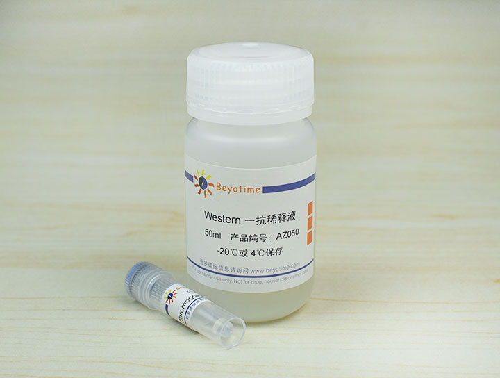 Chromogranin A Rabbit Polyclonal Antibody抗体