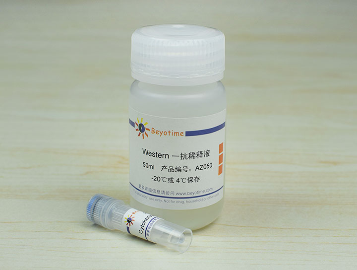 Cytokeratin-7 Mouse Monoclonal Antibody抗体 - Beyotime/碧云天