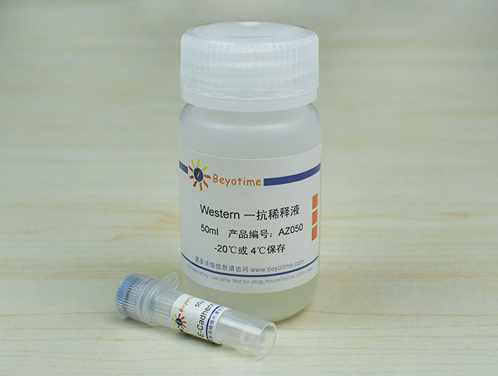 E-Cadherin Mouse Monoclonal Antibody抗体