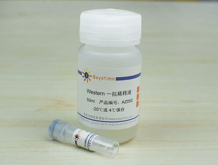 Glutathione Peroxidase 1 Mouse Monoclonal Antibody抗体