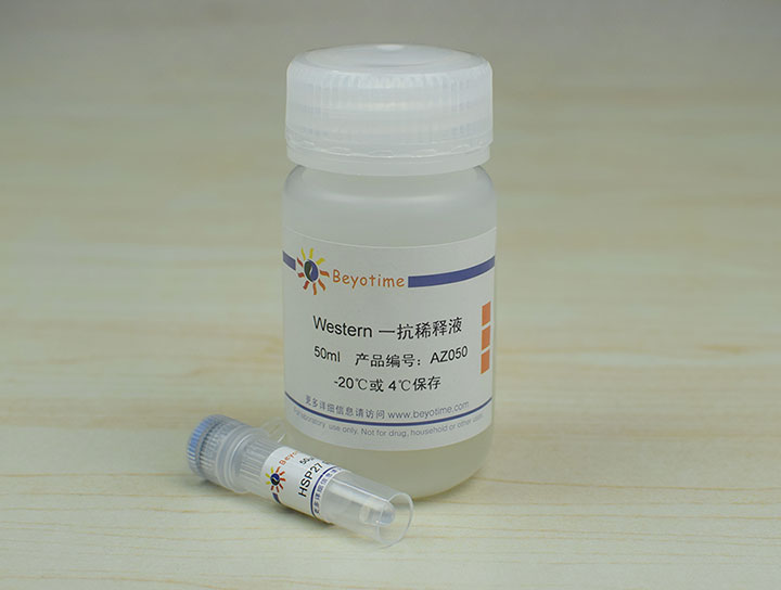 HSP27 Rabbit Polyclonal Antibody抗体 - Beyotime/碧云天