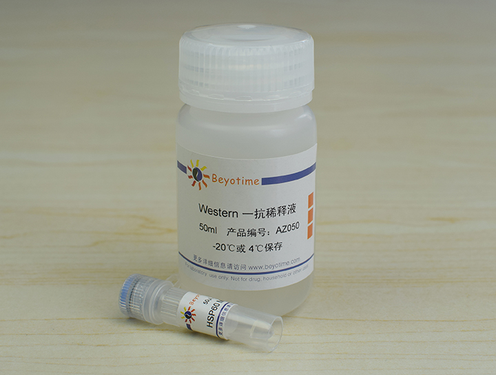 HSP60 Mouse Monoclonal Antibody抗体