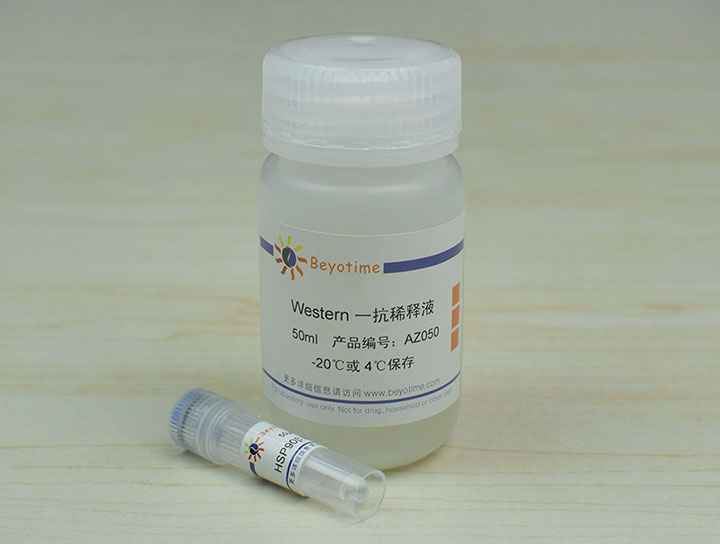 HSP90&beta; Mouse Monoclonal Antibody抗体 - Beyotime/碧云天