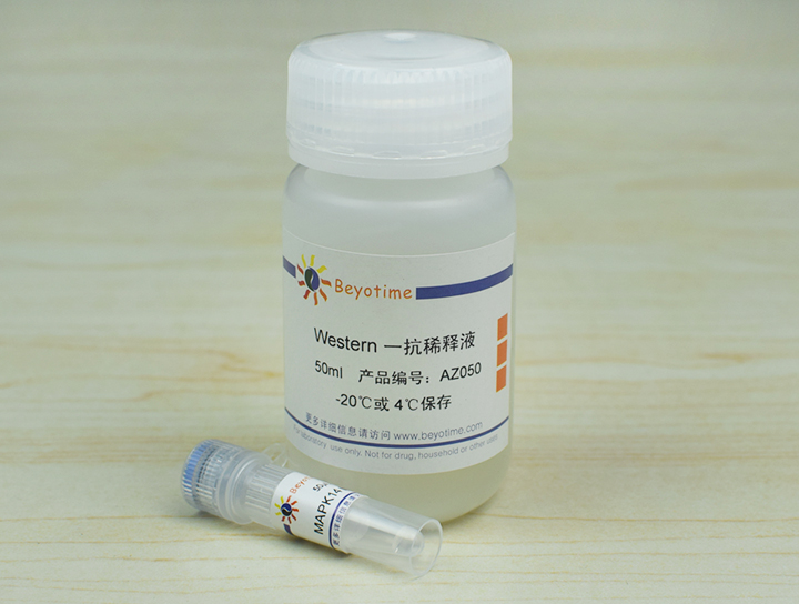 MAPK14 Mouse Monoclonal Antibody抗体 - Beyotime/碧云天