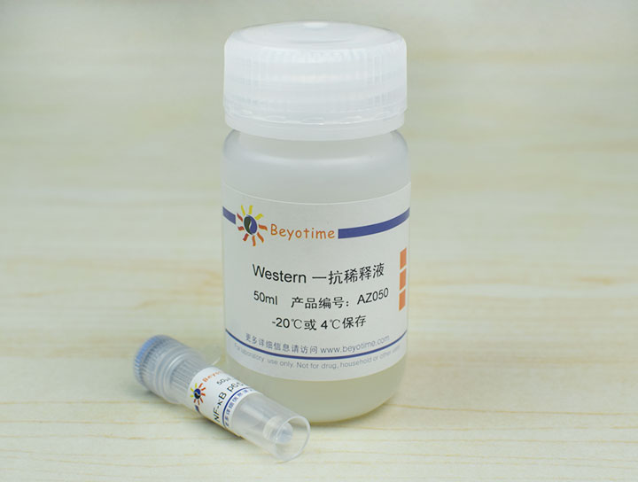 NF-&kappa;B p65 Rabbit Polyclonal Antibody抗体 - Beyotime/碧云天