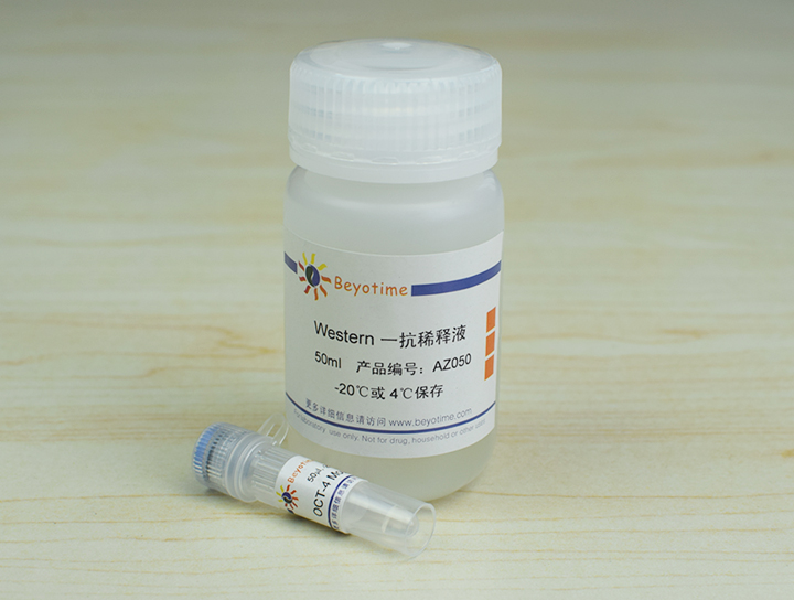 OCT-4 Mouse Monoclonal Antibody抗体