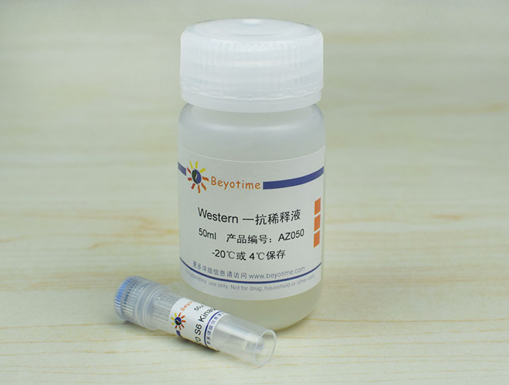 p70 S6 Kinase &beta; Rabbit Polyclonal Antibody抗体 - Beyotime/碧云天