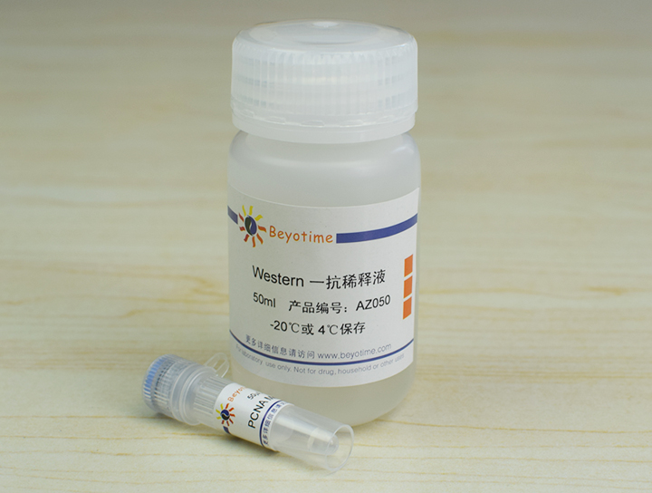 PCNA Mouse Monoclonal Antibody抗体