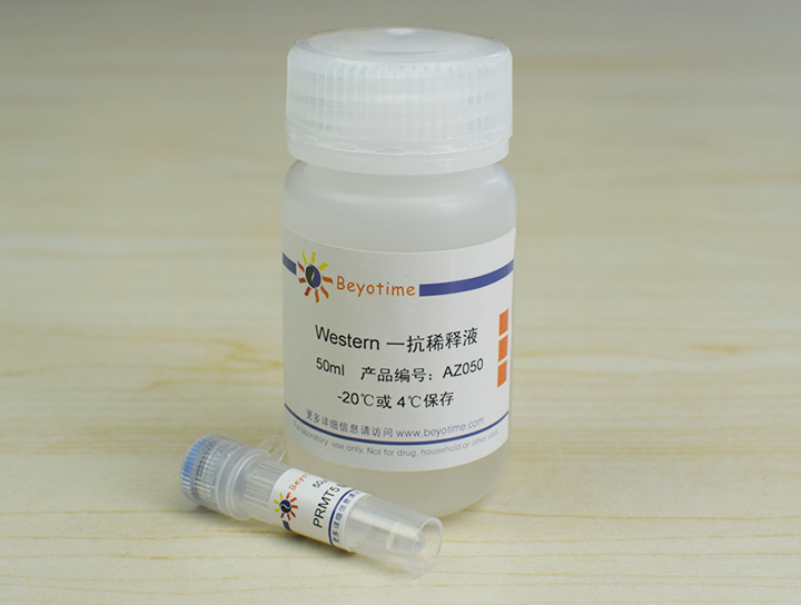 PRMT5 Mouse Monoclonal Antibody抗体