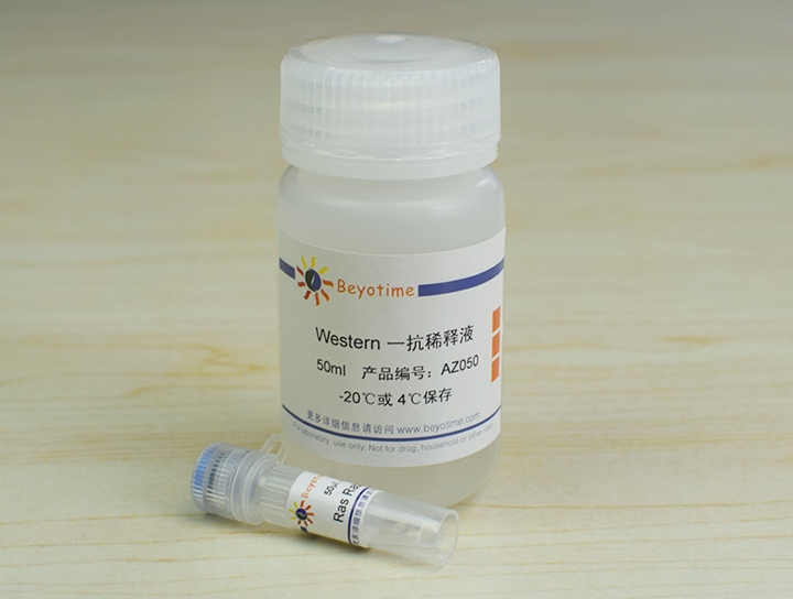 Ras Rabbit Polyclonal Antibody抗体 - Beyotime/碧云天