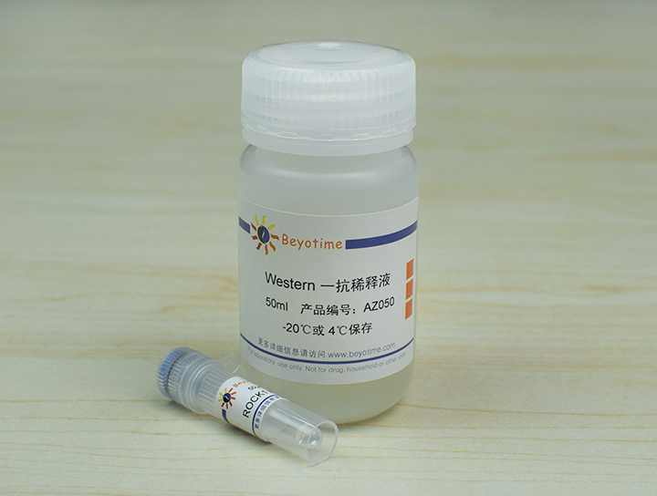 ROCK1 Rabbit Polyclonal Antibody抗体 - Beyotime/碧云天