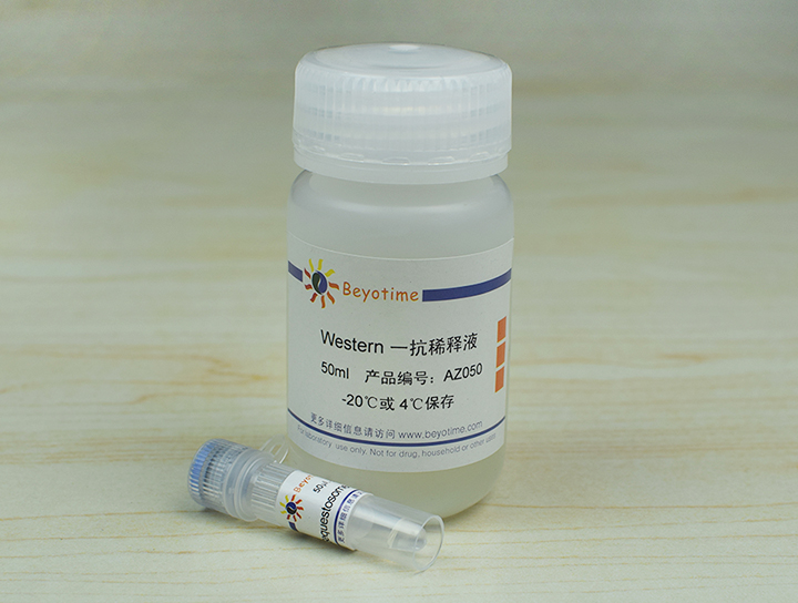 SQSTM1/p62 Mouse Monoclonal Antibody抗体 - Beyotime/碧云天