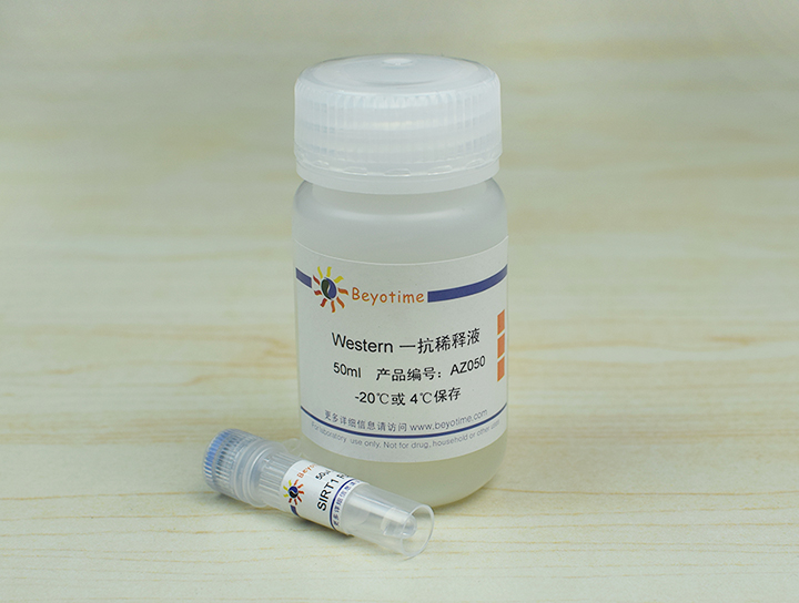 SIRT1 Rabbit Polyclonal Antibody抗体 - Beyotime/碧云天