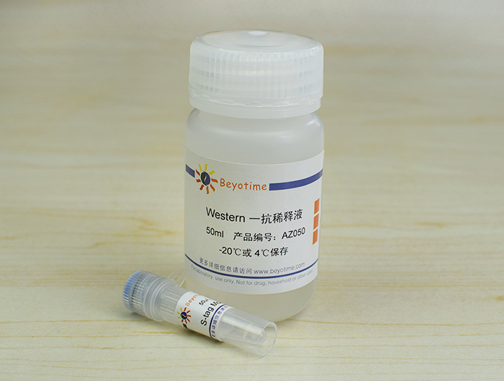 S-tag Mouse Monoclonal Antibody抗体 - Beyotime/碧云天