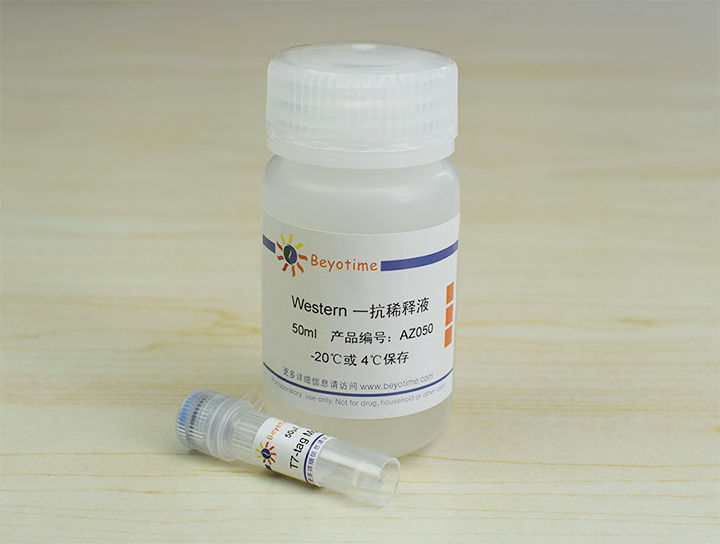 T7-tag Mouse Monoclonal Antibody抗体 - Beyotime/碧云天