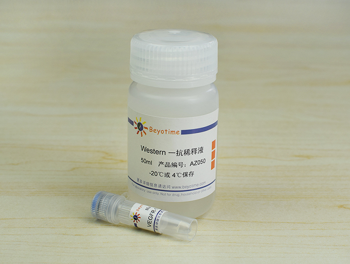 VEGFR-1 Rabbit Polyclonal Antibody抗体