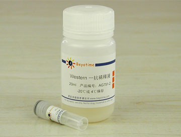 GSK-3&beta;抗体(兔单抗) - Beyotime/碧云天
