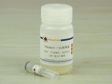 Phospho-GSK-3&beta;(Ser9)抗体(兔多抗) - Beyotime/碧云天