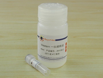 HA抗体(小鼠单抗) - Beyotime/碧云天
