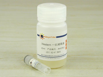 HDAC1抗体(兔多抗) - Beyotime/碧云天