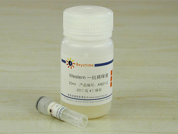 Phospho-IRS1(Ser302)抗体(小鼠单抗) - Beyotime/碧云天