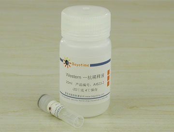 Phospho-IRS1(Ser307)抗体(兔多抗) - Beyotime/碧云天