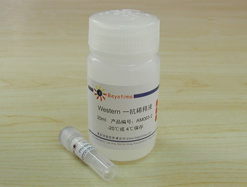 Phospho-p38 MAPK抗体(小鼠单抗) - Beyotime/碧云天