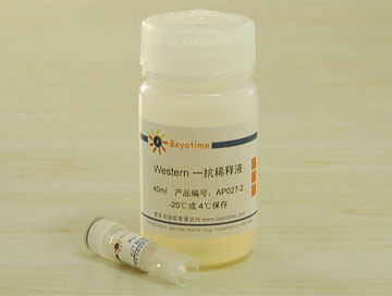 p27抗体(小鼠单抗) - Beyotime/碧云天