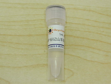 辣根过氧化物酶标记山羊抗兔IgG(H+L) - Beyotime/碧云天