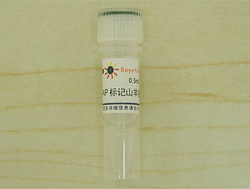 碱性磷酸酯酶标记山羊抗兔IgG(H+L) - Beyotime/碧云天
