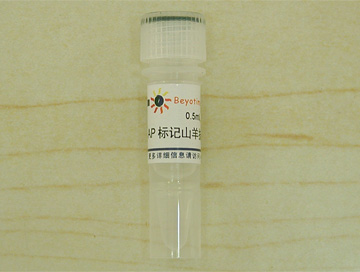 碱性磷酸酯酶标记山羊抗小鼠IgG(H+L) - Beyotime/碧云天