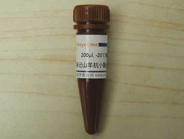 AMCA标记山羊抗小鼠IgG(H+L) - Beyotime/碧云天