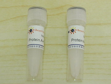 Protein A+G Agarose（试剂） - Beyotime/碧云天