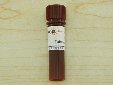 Tubulin-Tracker Red (抗体法微管红色荧光探针) - Beyotime/碧云天
