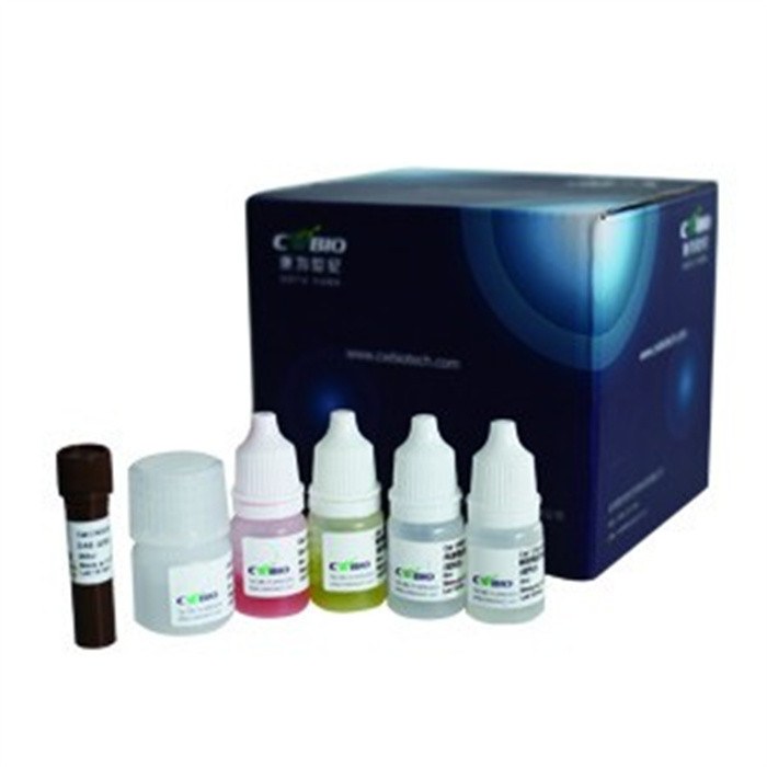 SP Rabbit &amp; Mouse HRP Kit 试剂盒（DAB） - Cwbio/康为世纪