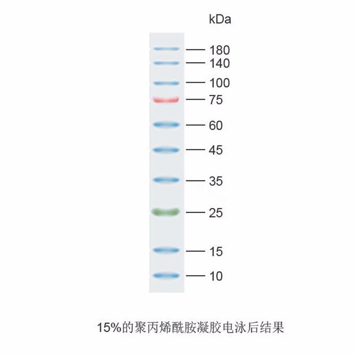 Multicolor Protein Marker试剂