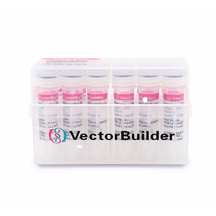 EGFP绿色荧光对照Tol2转座子载体，带Puro抗性 - VectorBuilder/云舟生物