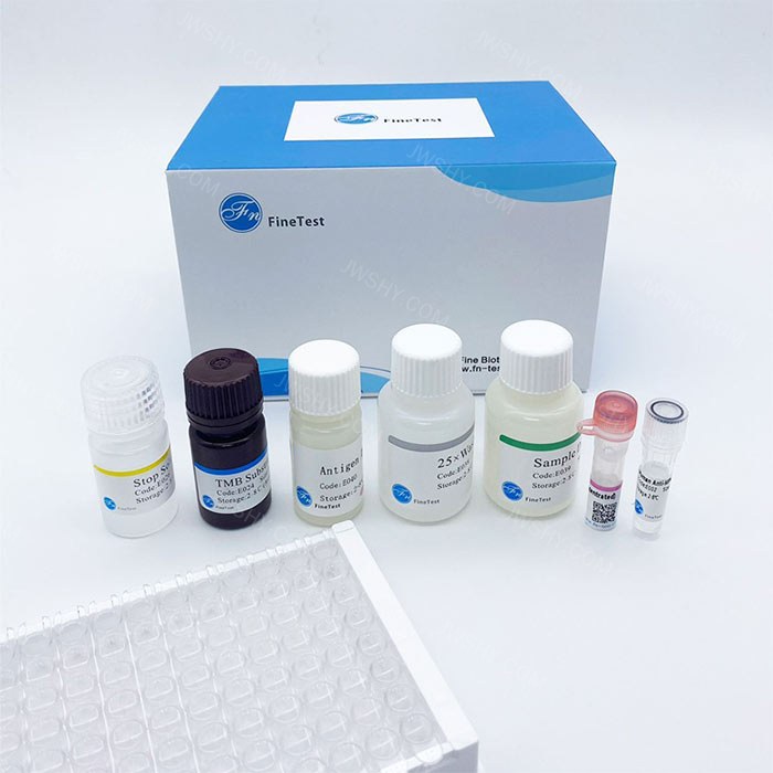 人水通道蛋白4自身抗体(AQP-4 Autoantibody)ELISA试剂盒 - FineTest/菲恩生物