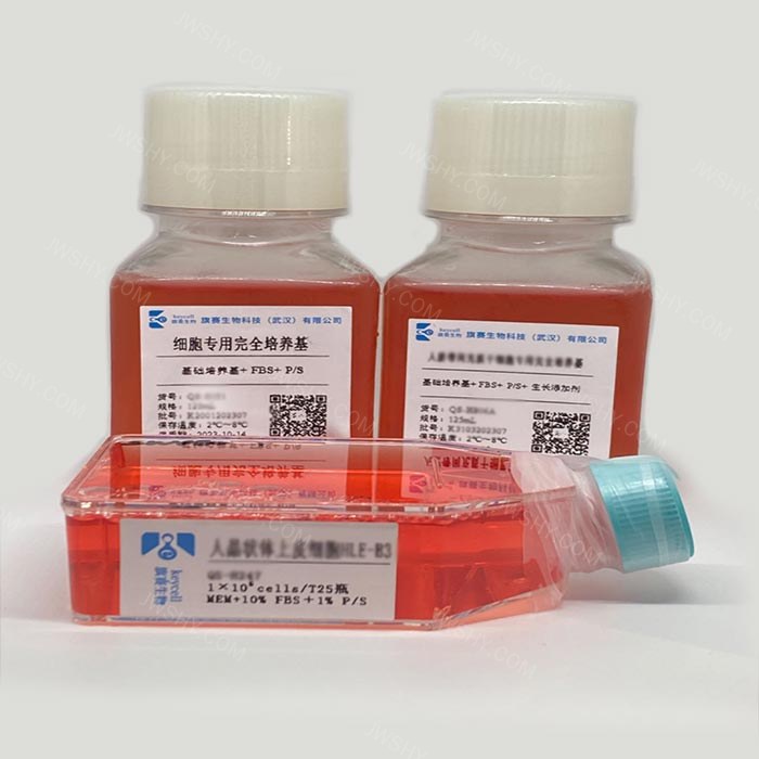 人弥漫大B细胞淋巴瘤细胞 - IMMOCELL/逸漠生物