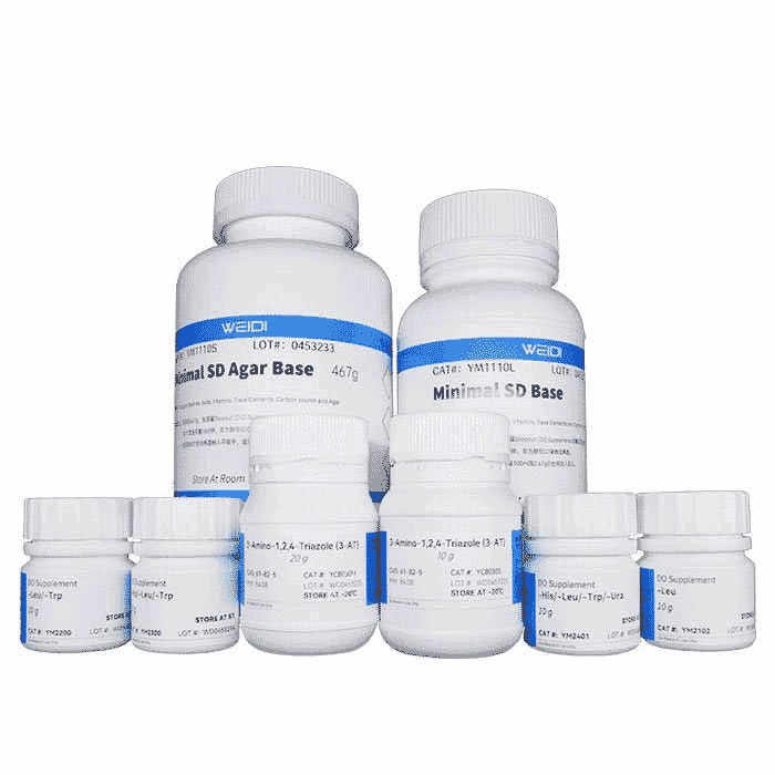 WAT11 感受态细胞