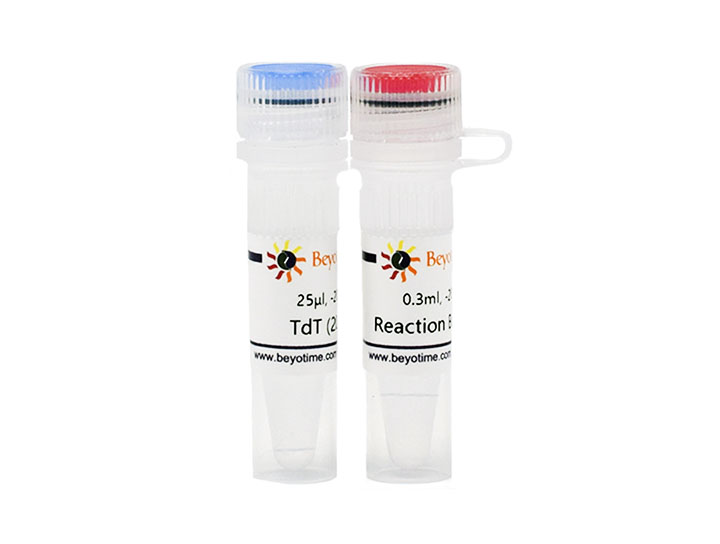 Terminal Deoxynucleotidyl Transferase (20U/&mu;l) - Beyotime/碧云天